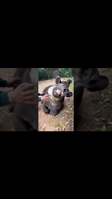 What In The World Is A Tapir?