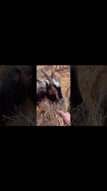 Mattress Quality #shorts