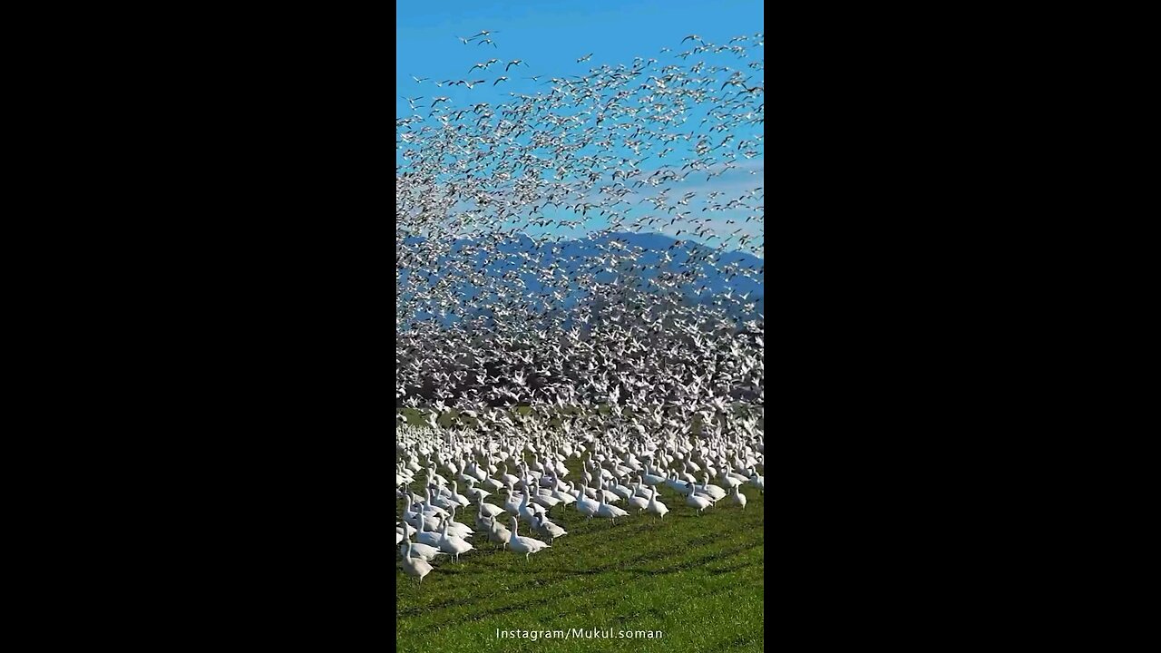 crazy bird's