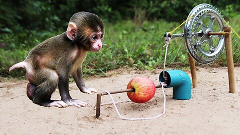 Baby Monkey Trap