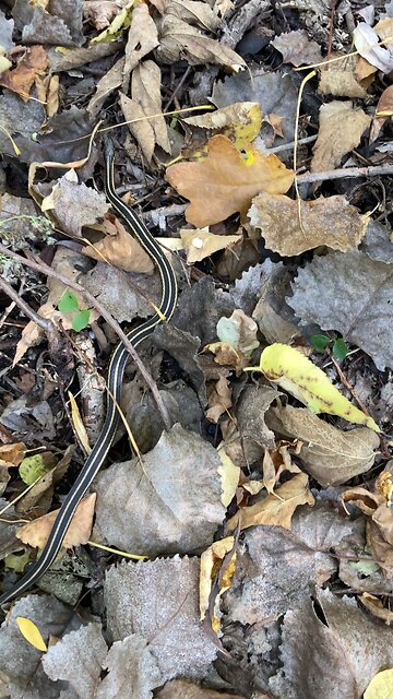 Grass snake spotted out in fall. Snow’s coming guy.