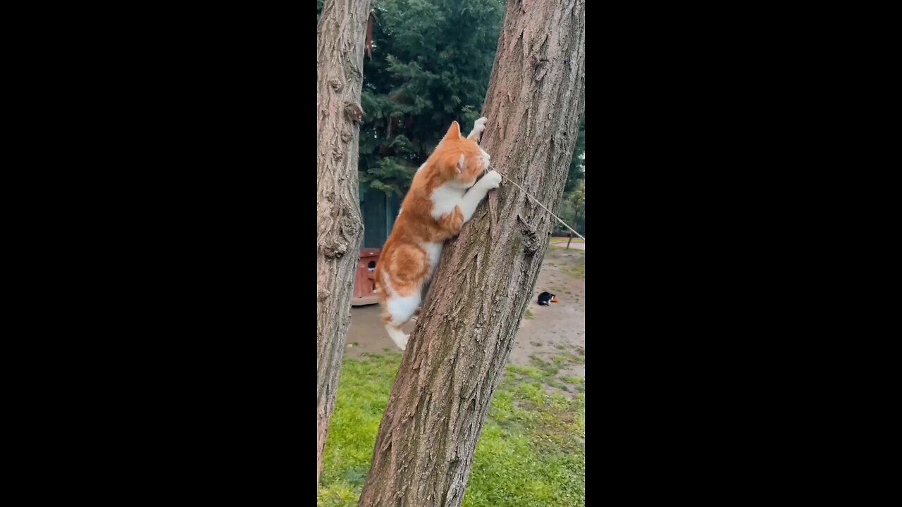 funny,cat compilation,cut lover,ginger cat,cat sounds,cute cat meowing,save cat,