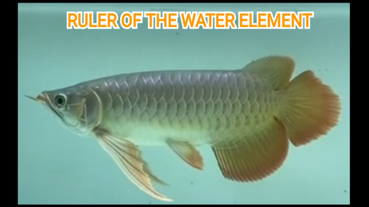 SUPER RED AROWANA ORNAMENTAL FISH