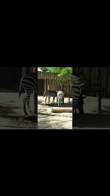 Zebra's Shakin' Their Booties