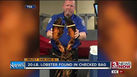 20 pound lobster found in checked luggage