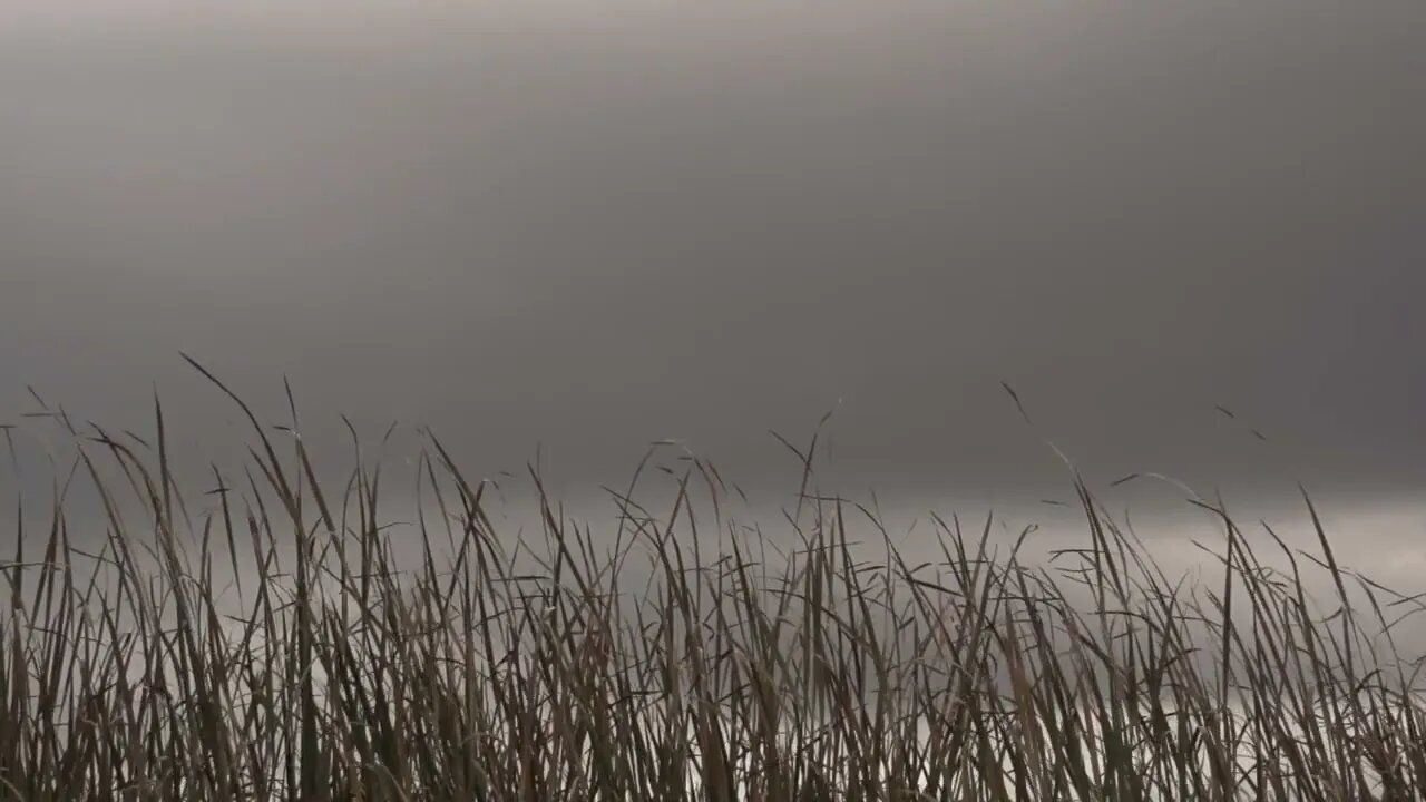 Beachfront B Roll Cattail Leaves Free to Use HD Stock Video Footage