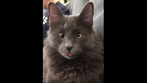 Dungeon and Cats | DND | TaleSpire | Slime Rizz on Reptile #8