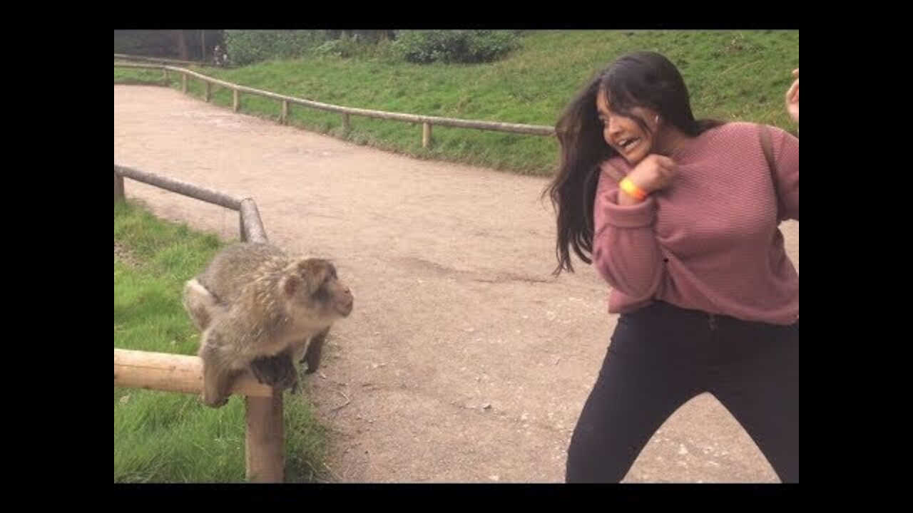 Super Funny Moments Human and Animals Fails of 2019 Weekly Compilation|