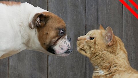 CUTE PUPPIES!!- 8 Weeks Old- Puppies vs Cat! ❤️