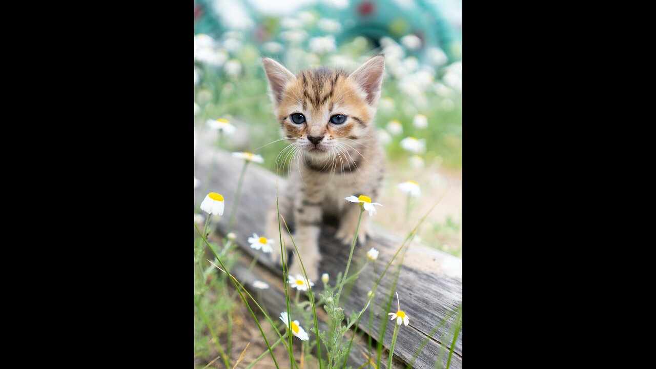 Three cute kittens walking on the grass