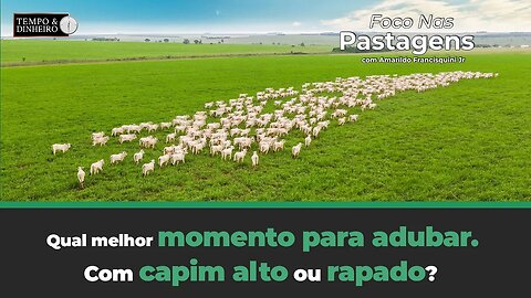 Qual melhor momento para adubar pastagens implantadas?Com capim alto ou rapado?