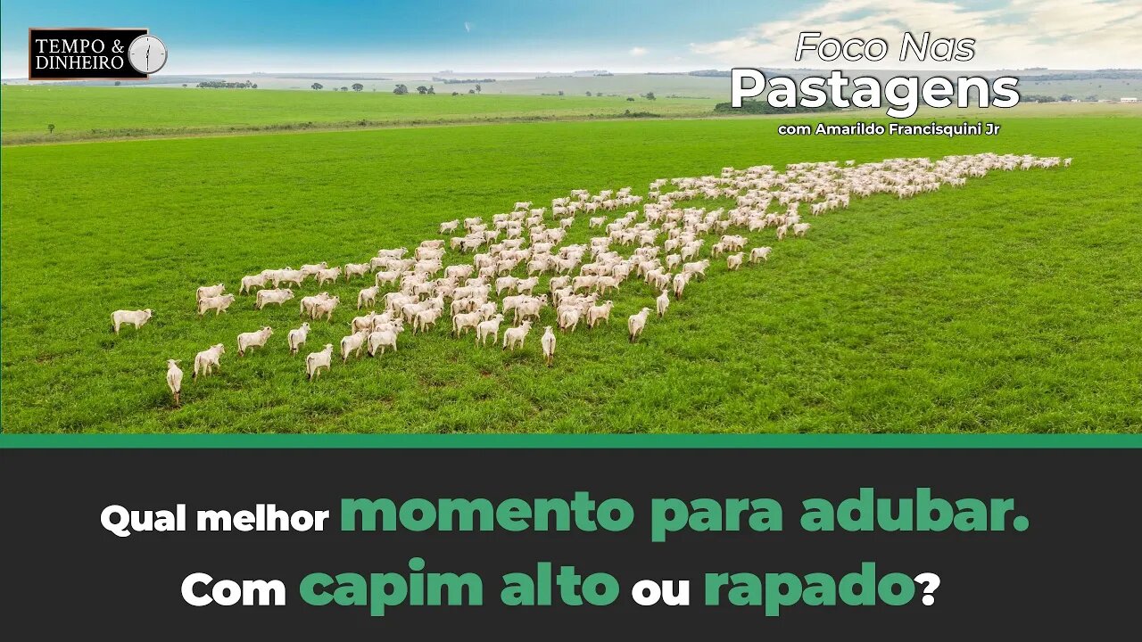 Qual melhor momento para adubar pastagens implantadas?Com capim alto ou rapado?