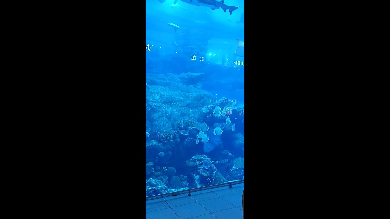 Dubai aquarium