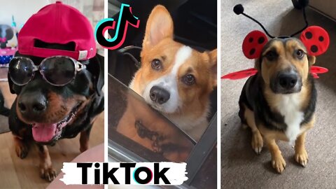 Funny Dogs of TikTok Part #23 🐶