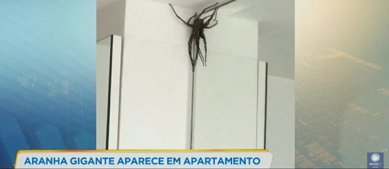 Mulher Leva Susto!! Aranha gigante aparece em apartamento de bairro nobre de BH 2021