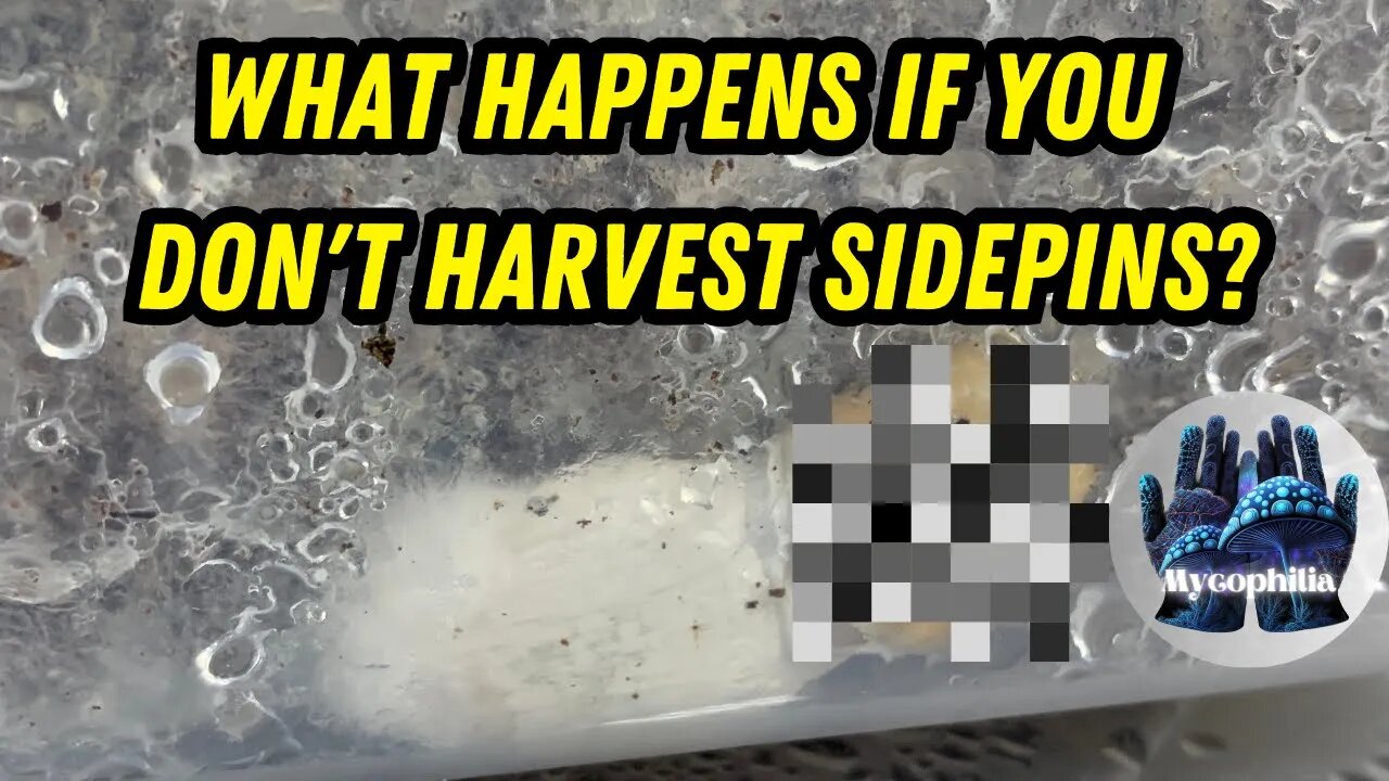 What Happens if you DON'T Harvest Sidepins? Plus I am Going Away