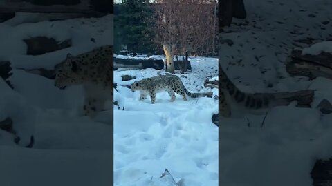 Snow Leopard