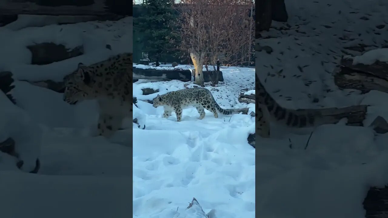 Snow Leopard