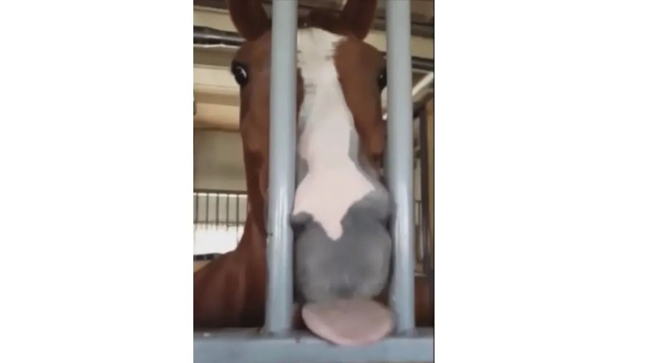 Animals Doing #funny Things Part 1 #cute #pets