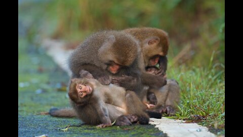 A group of monkeys playing and swimming in a pool of water, very funny