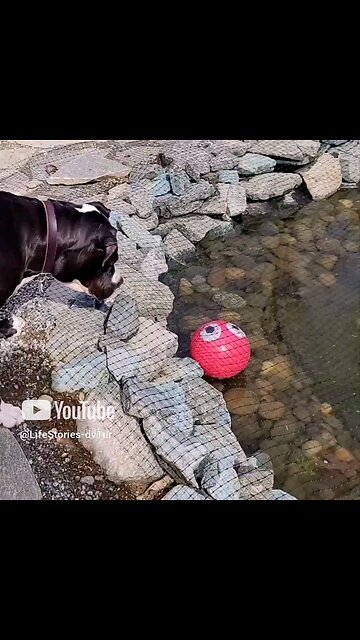 Dog being silly #doglover #short #shorts #shortsvideo