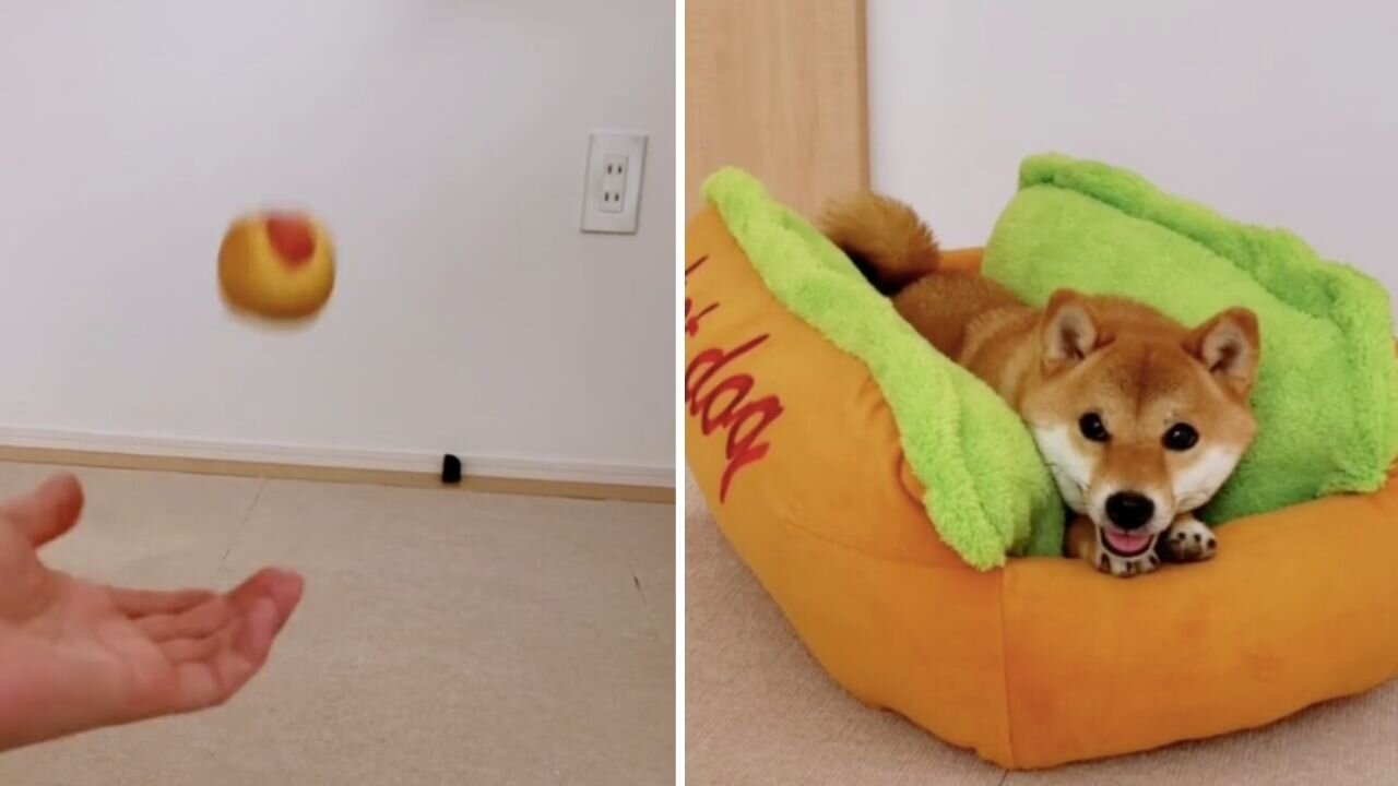 HotDog ~Shiba Inu~