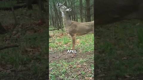 6 Month Time Lapse at a Mock Scrape