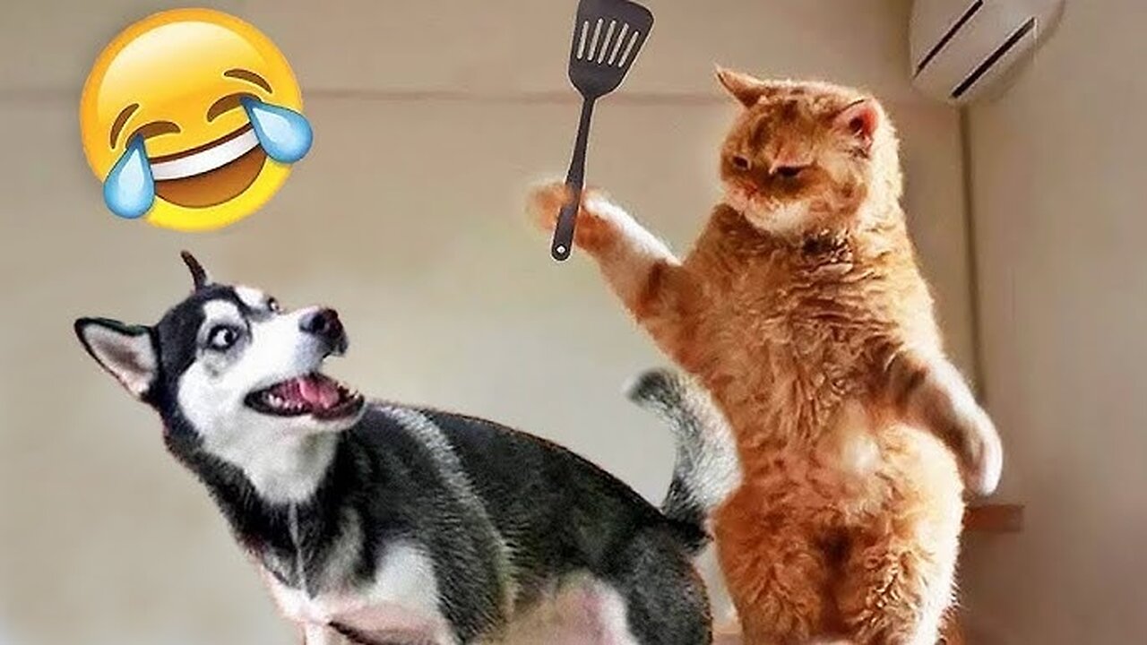 Hilarious Cat and Dog Videos to Brighten Your Day! #113 (2024)