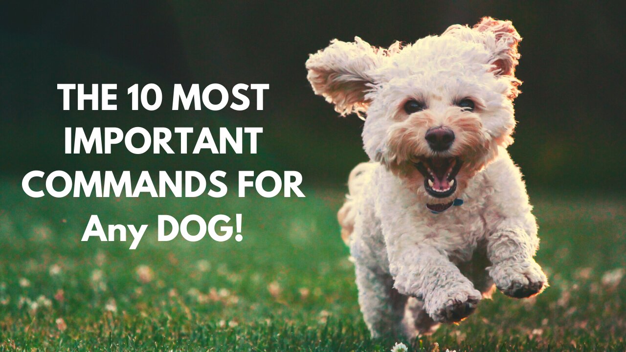 THE TEN MOST IMPORTANT COMMANDS FOR Any DOG!