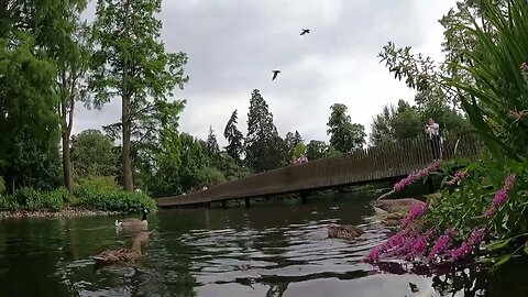 Lake Kew Gardens London. GoPro 11th July 2023