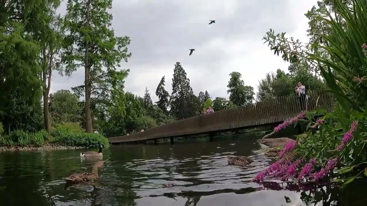 Lake Kew Gardens London. GoPro 11th July 2023