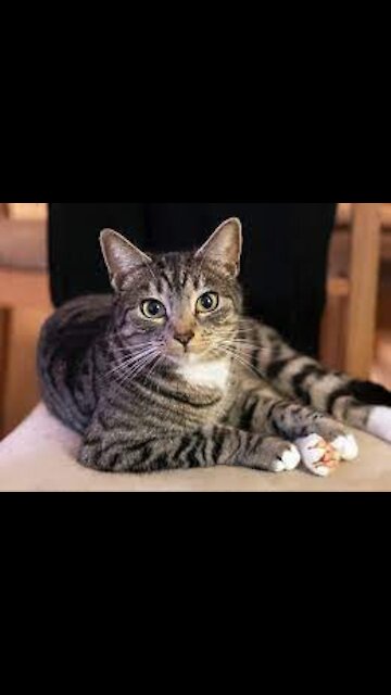 A Cat Walking Over The Piano Keyboard