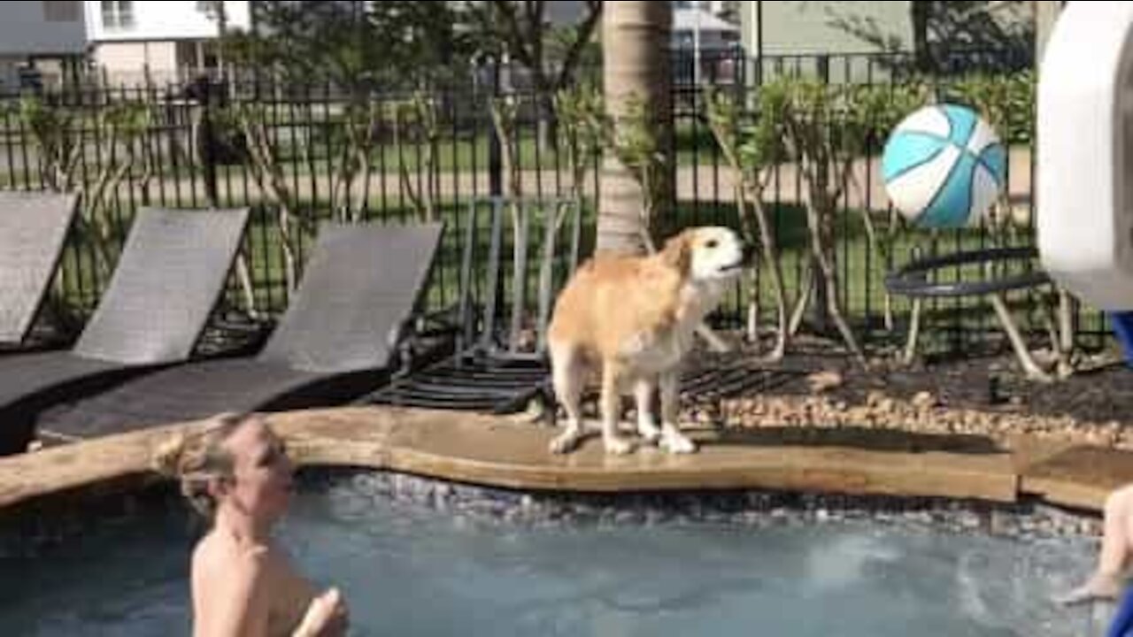 Air Bud! O cão com qualidades impressionantes no basquetebol