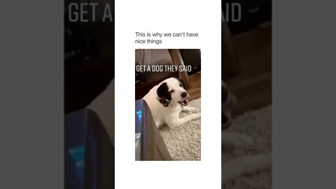 He does not care about your carpet 😂😂🐶 #shorts #shortsvideo #dog #funny #carpet