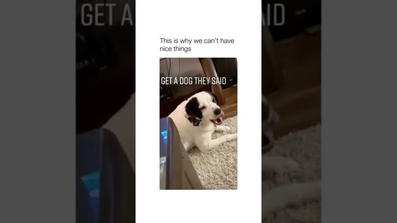 He does not care about your carpet 😂😂🐶 #shorts #shortsvideo #dog #funny #carpet