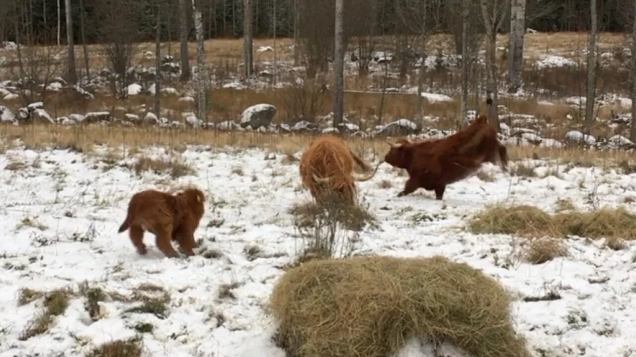 I'm done with her - 1000 lbs on the run