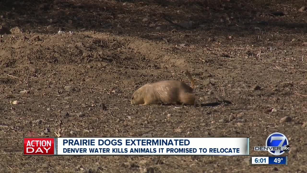 Residents upset with Denver Water over prairie dog management