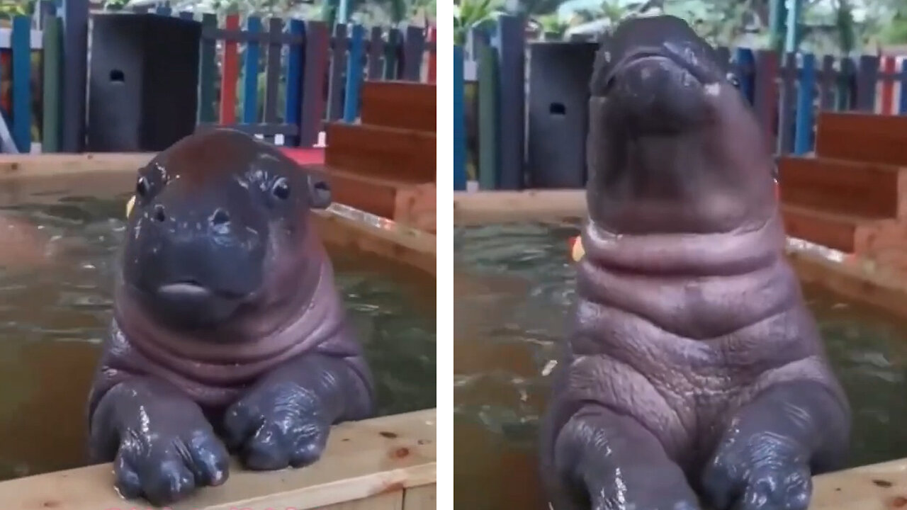 Adorable Baby Hippo Open His Mouth