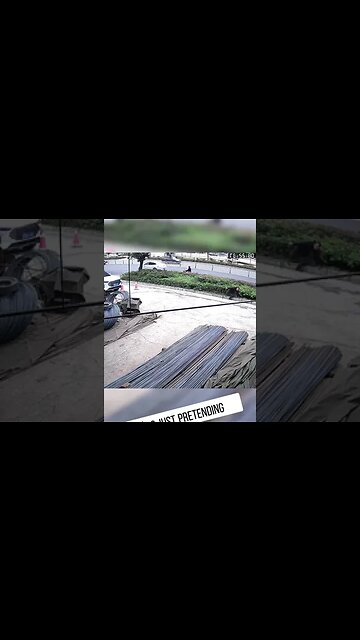 Dog got him 🤣 #dog #funny