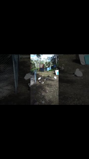 3 female goslings and other geese 4th December 2022