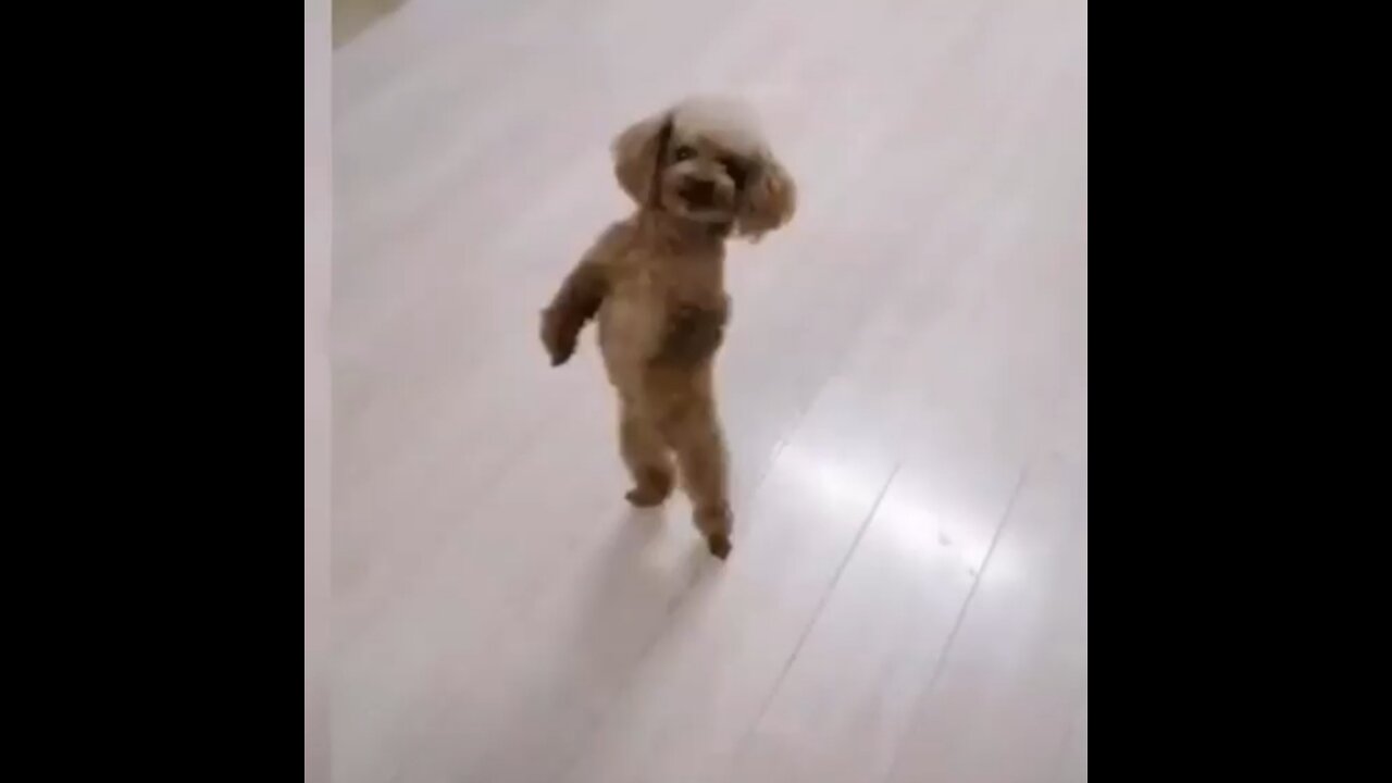 Cute dog fun