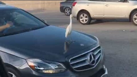 Un oiseau s'installe tranquillement sur le capot d'une voiture