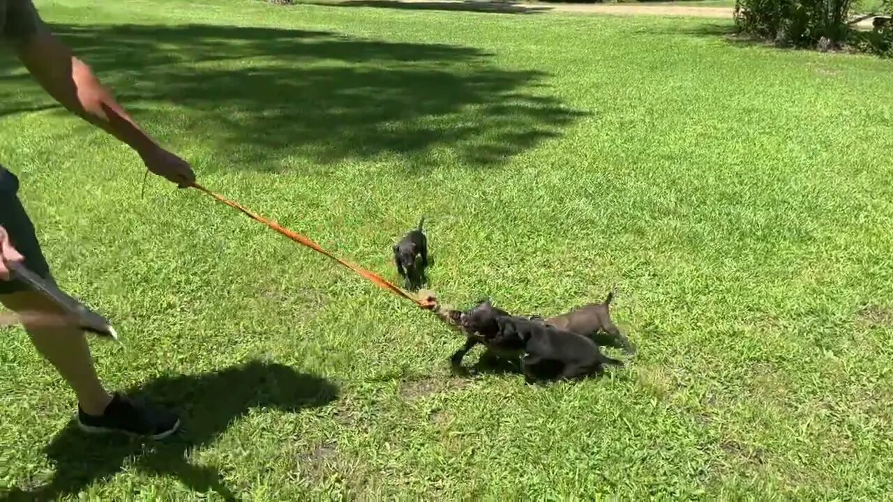 Cobalt x Onyx males 7 wks tomorrow