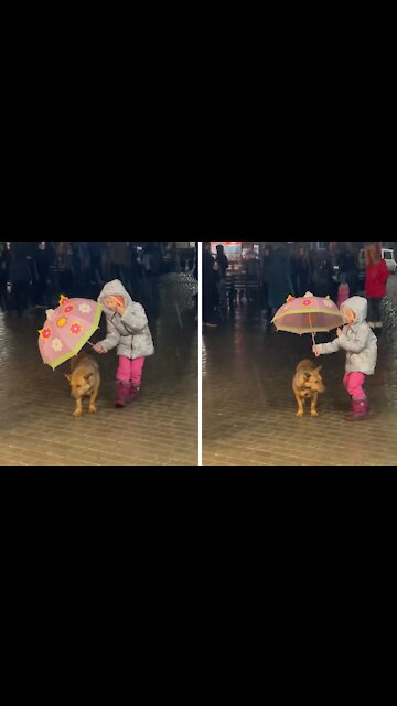 Little Girl Holds Umbrella Over Stray Dog In The Rain