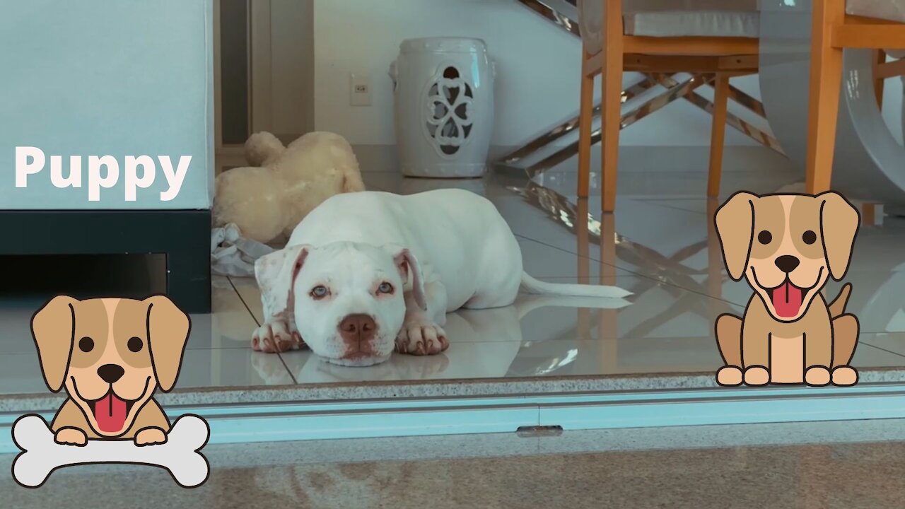 pitbull puppy