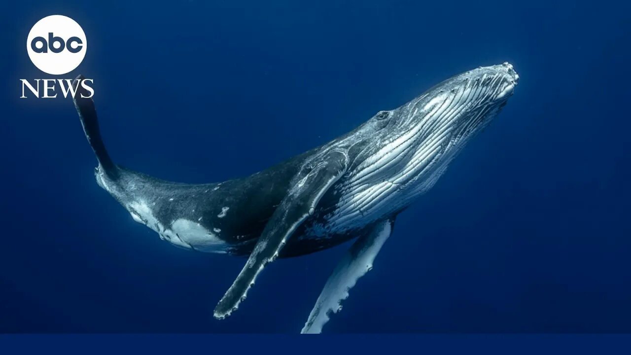 How baleen whales can sing and communicate with one another