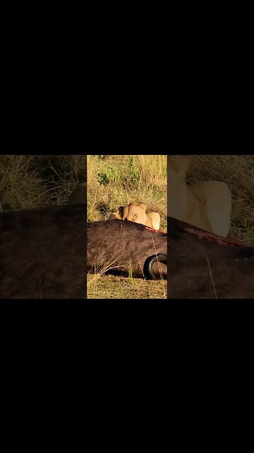 Mealtime #shorts | #ShortsAfrica