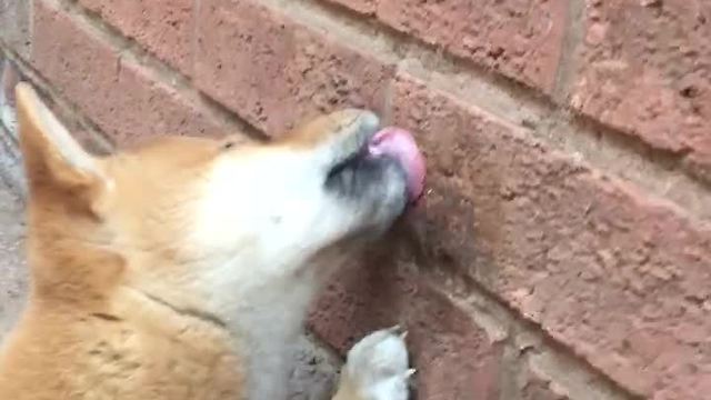 Shiba Inu puppy tries to eat brick wall