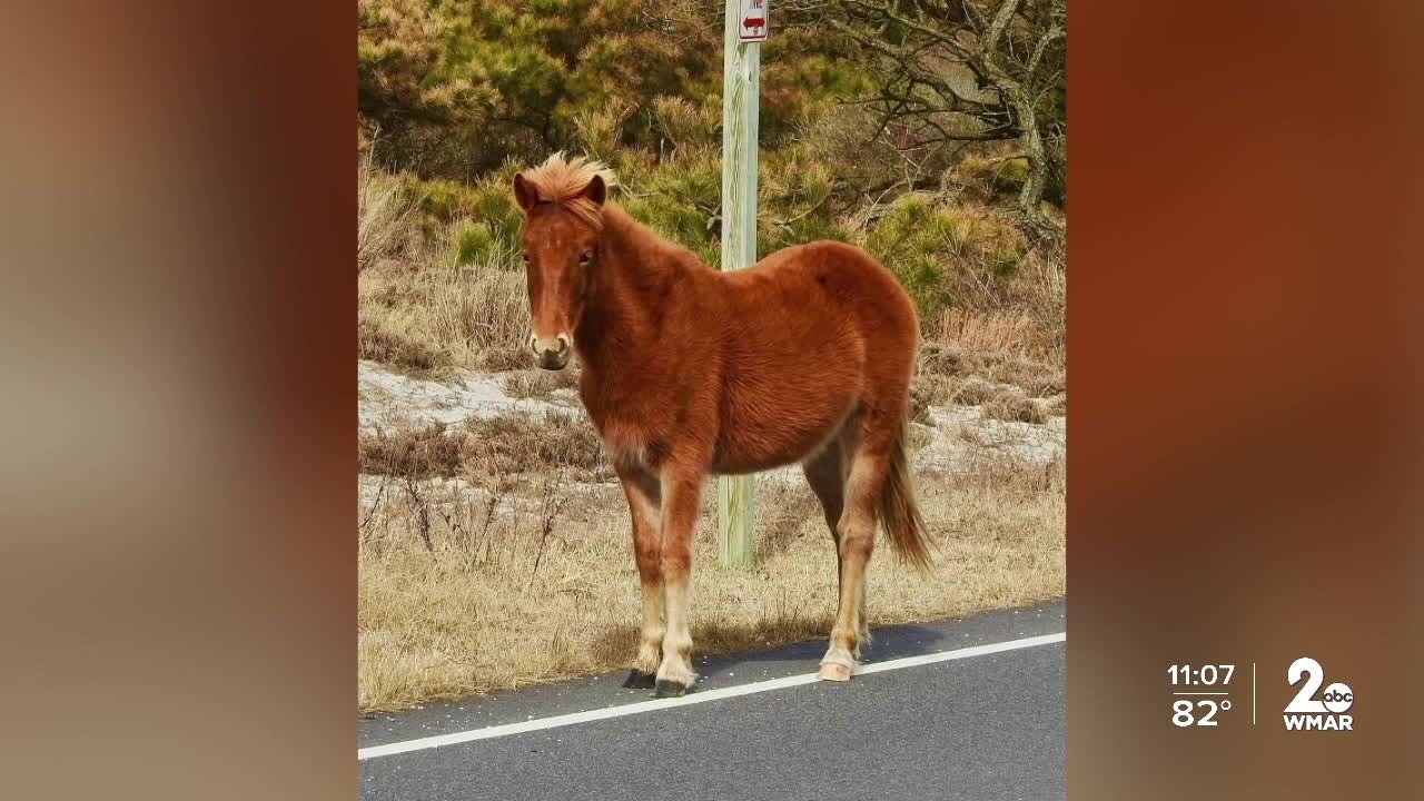 Advocates calling for Assateague Island visitors to slow down after mare hit and killed