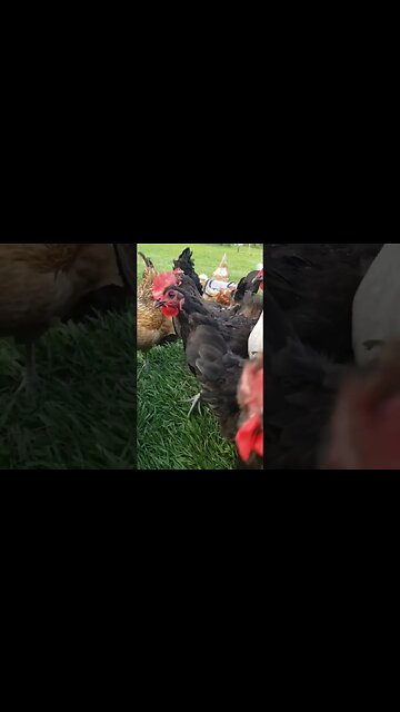 Chickens #homesteading #chickens #chickenlife